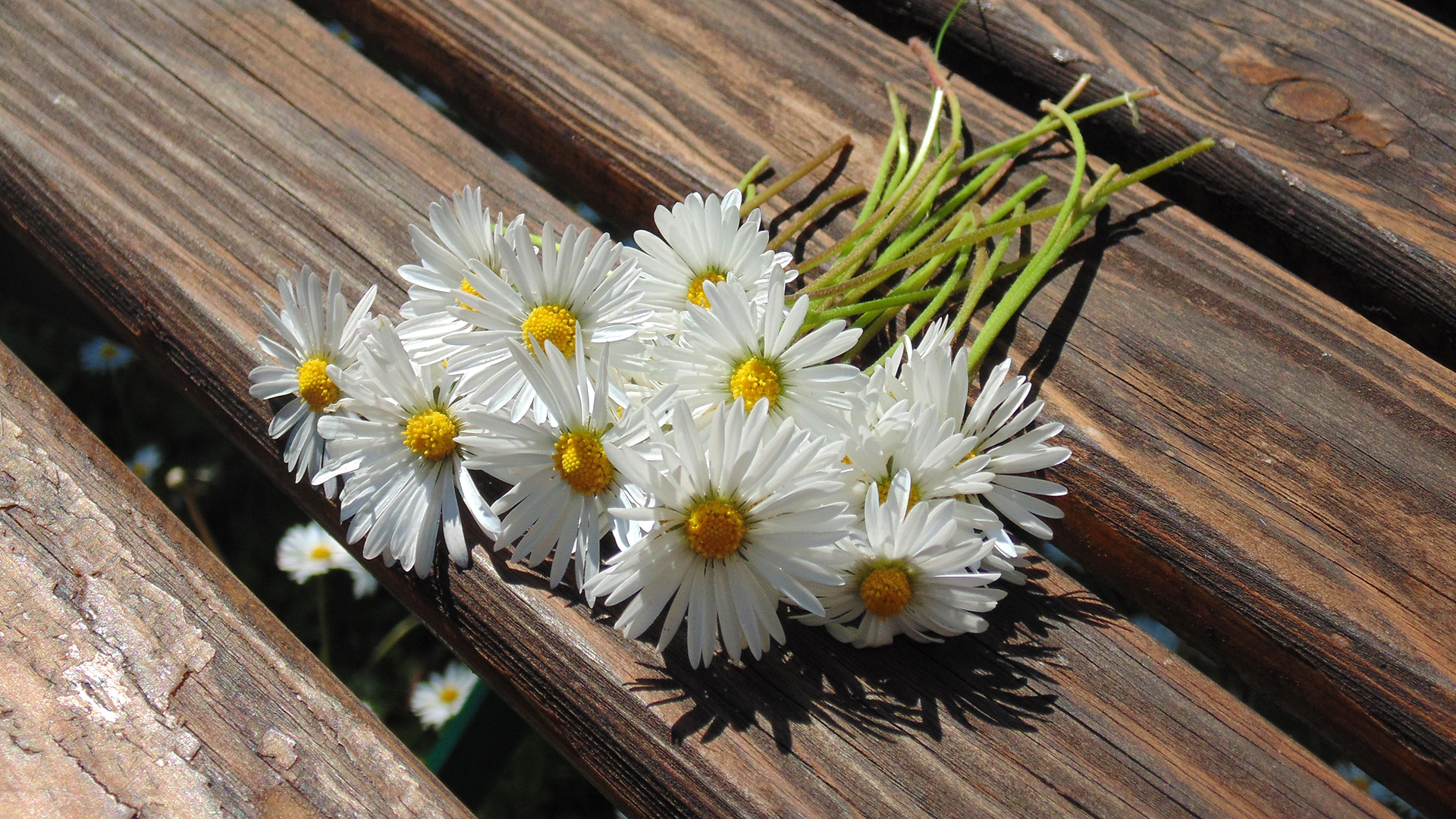 Gänseblume - Anleitung 1 