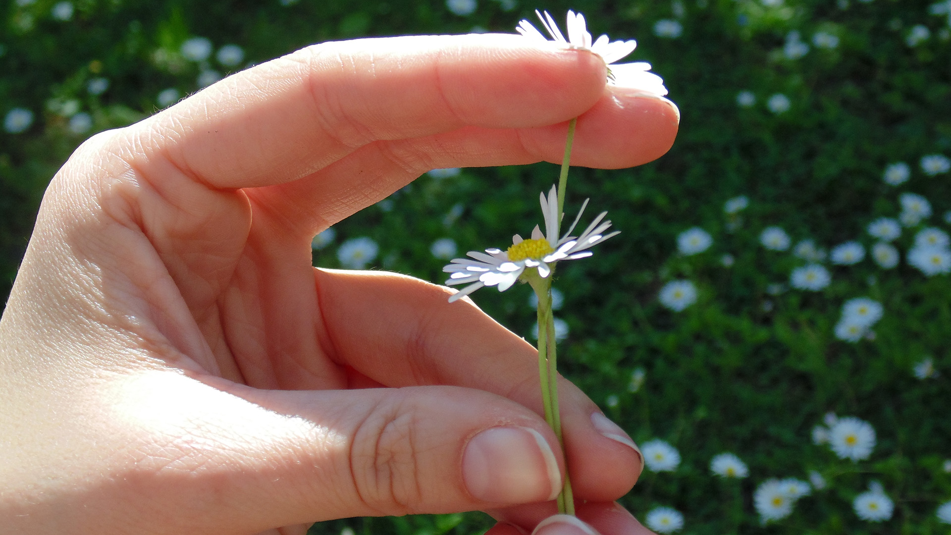 Gänseblume - Anleitung 3.1.1