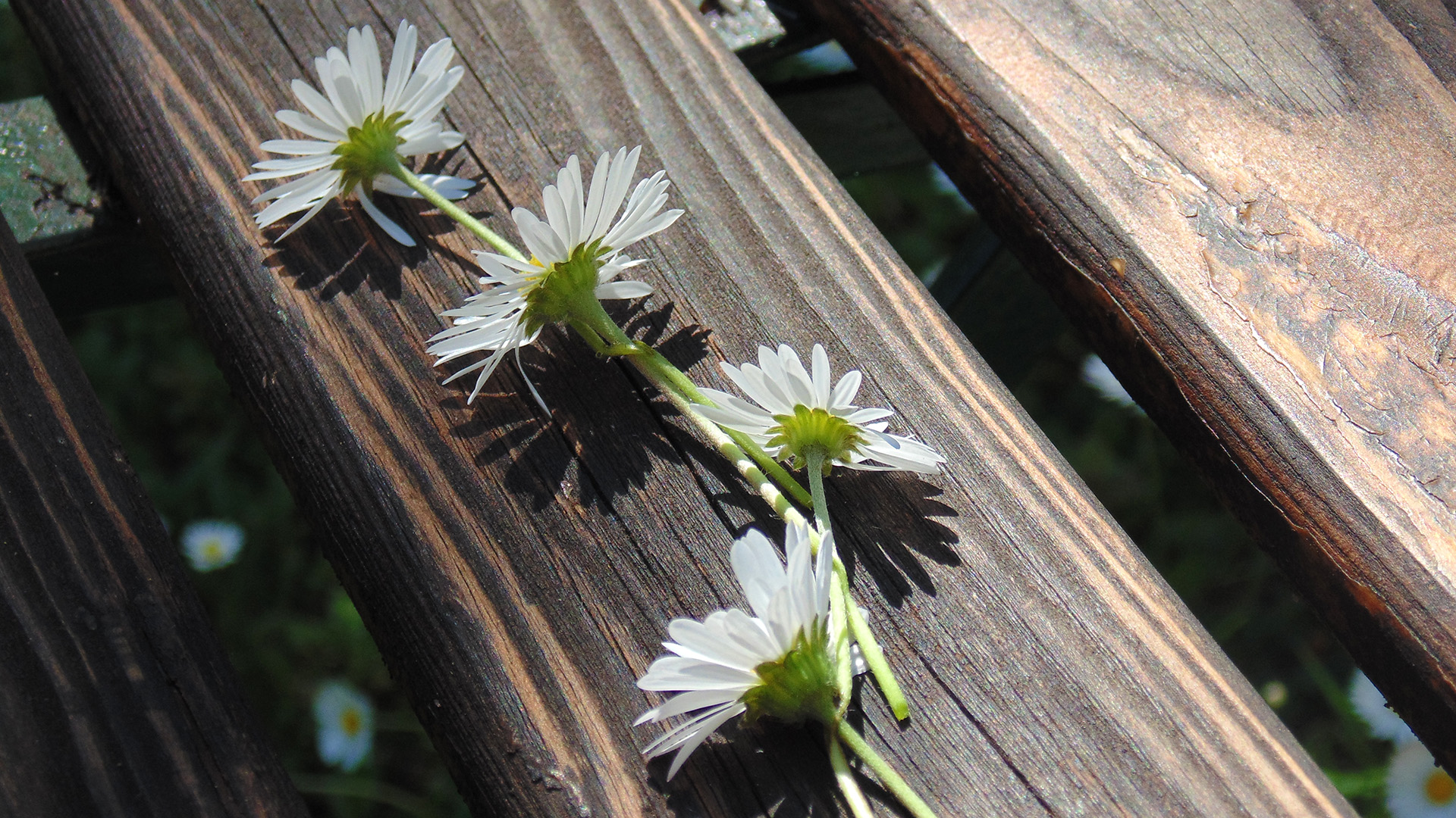 Gänseblume - Anleitung 4