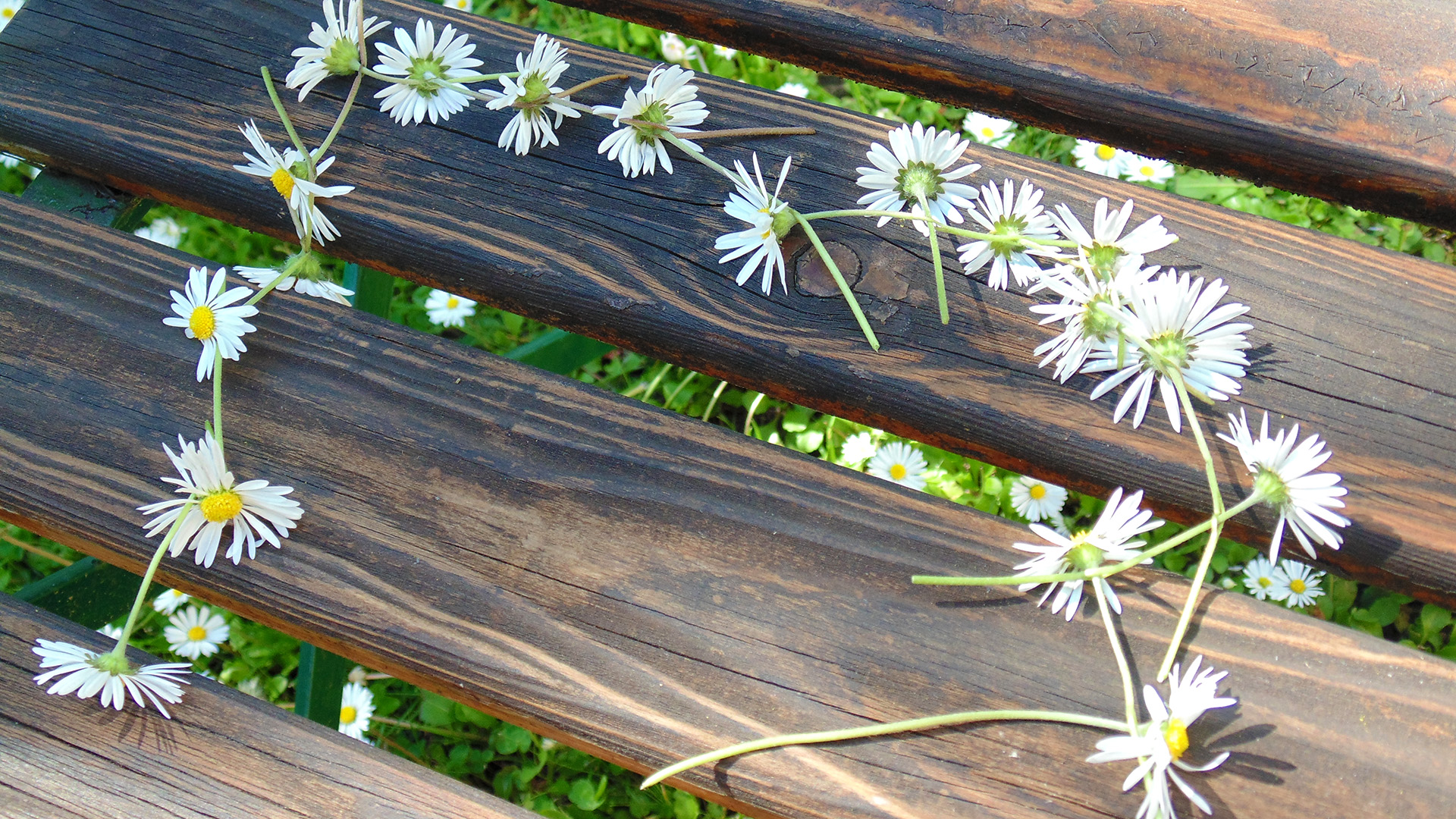 Gänseblume - Anleitung 4.1